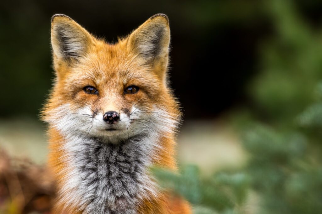 Red Fox - Vulpes vulpes, close-up portrait with bokeh of pine trees in the background. Making eye contact.