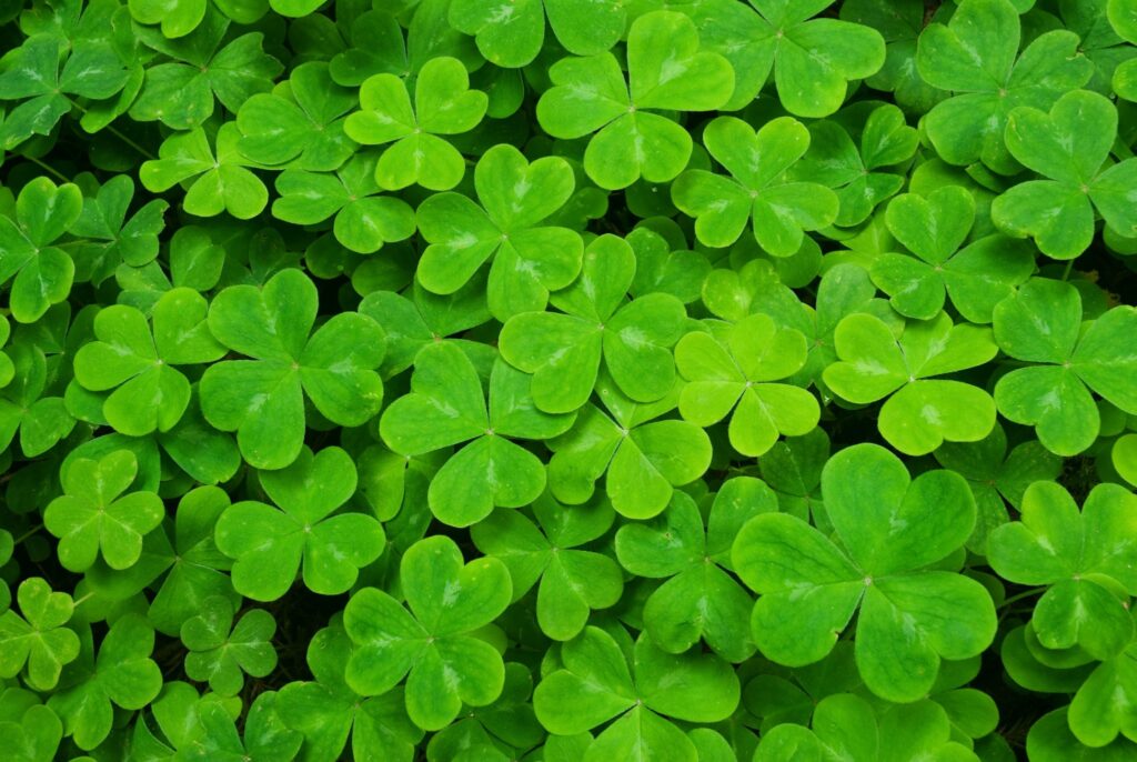 Carpet of Clover