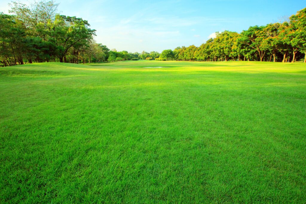 beautiful morning light in public park with green grass field and green fresh tree plant perspective to copy space for multipurpose