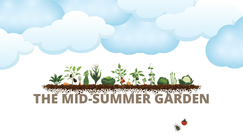 The Mid-Summer Garden