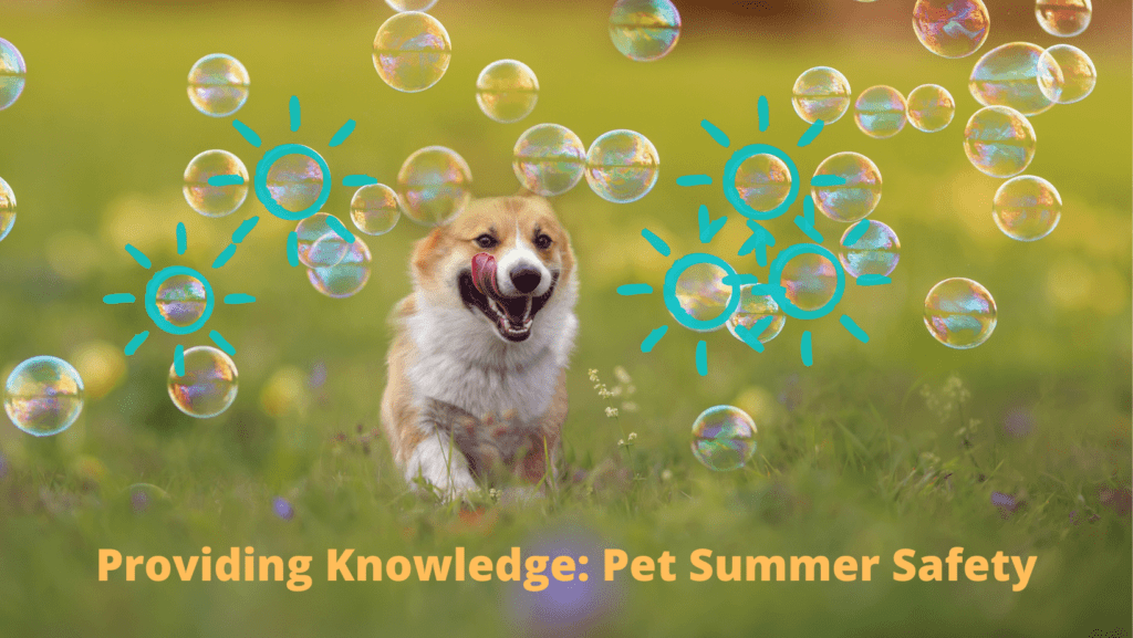 Providing Knowledge: Pet Summer Safety