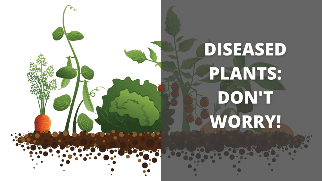 Diseased Plants: Don't Worry!